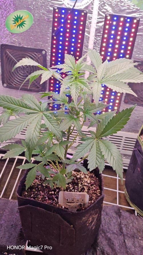 Stealth Micro Grow Schrank. Week 5 - Alter Tobi Auto 
V-Buds 