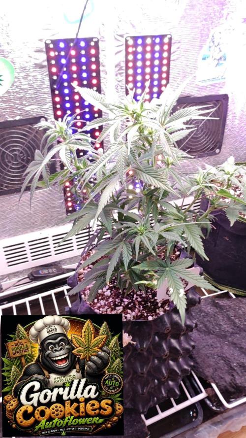 Stealth Micro Grow Schrank. Week 5 - 🦍 Gorilla 🍪 Cookies Auto 
2Fast4Buds 