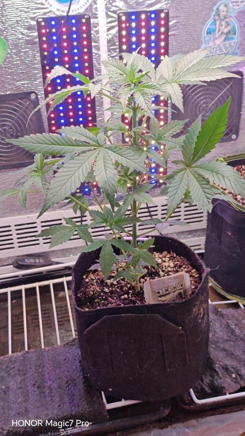 Stealth Micro Grow Schrank. Week 5 - Alter Tobi Auto 
V-Buds 