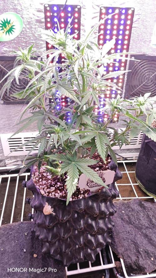 Stealth Micro Grow Schrank. Week 5 - 🦍 Gorilla 🍪 Cookies Auto 
 2Fast4Buds 