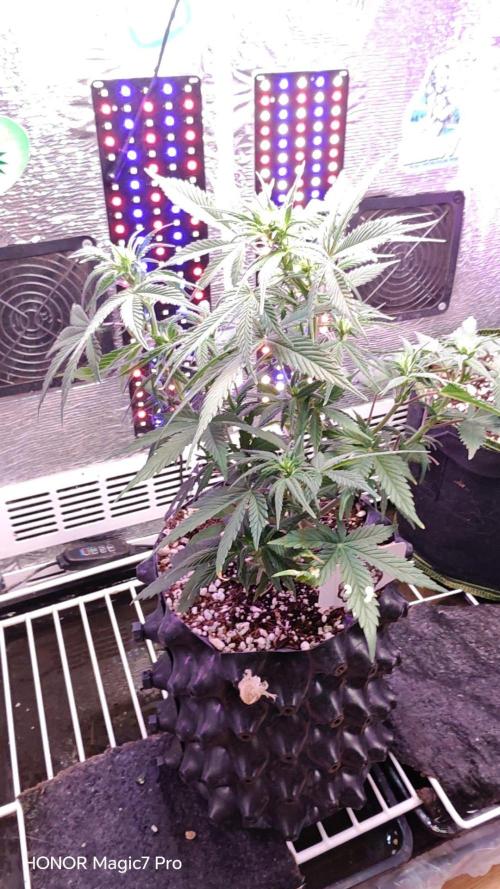 Stealth Micro Grow Schrank. Week 5 - 🦍 Gorilla 🍪 Cookies Auto 
2Fast4Buds 