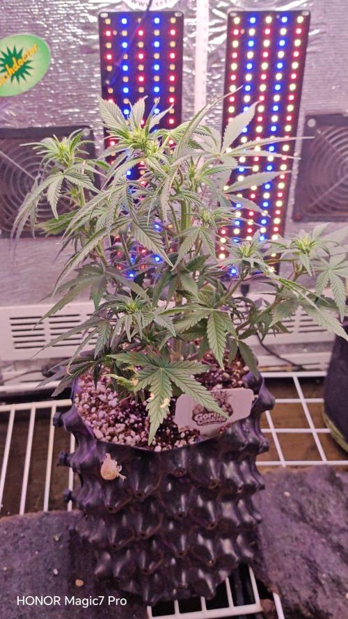 Stealth Micro Grow Schrank. Week 5 - 🦍 Gorilla 🍪 Cookies Auto 
2Fast4Buds 