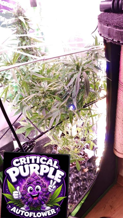 Stealth Micro Grow Schrank. Week 5 - Critical Purple Auto 
Seeds66 