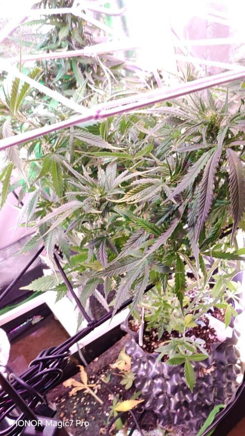 Stealth Micro Grow Schrank. Week 5 - Critical Purple Auto Seeds66 