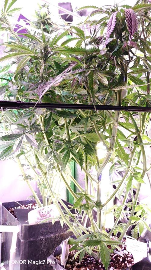 Stealth Micro Grow Schrank. Week 5 - Critical Purple Auto Seeds66 