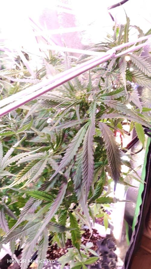Stealth Micro Grow Schrank. Week 5 - Critical Purple Auto Seeds66 
