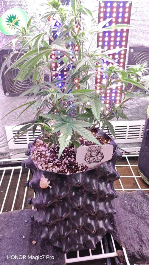 Stealth Micro Grow Schrank. Week 5 - 🦍 Gorilla 🍪 Cookies Auto
2Fast4Buds 