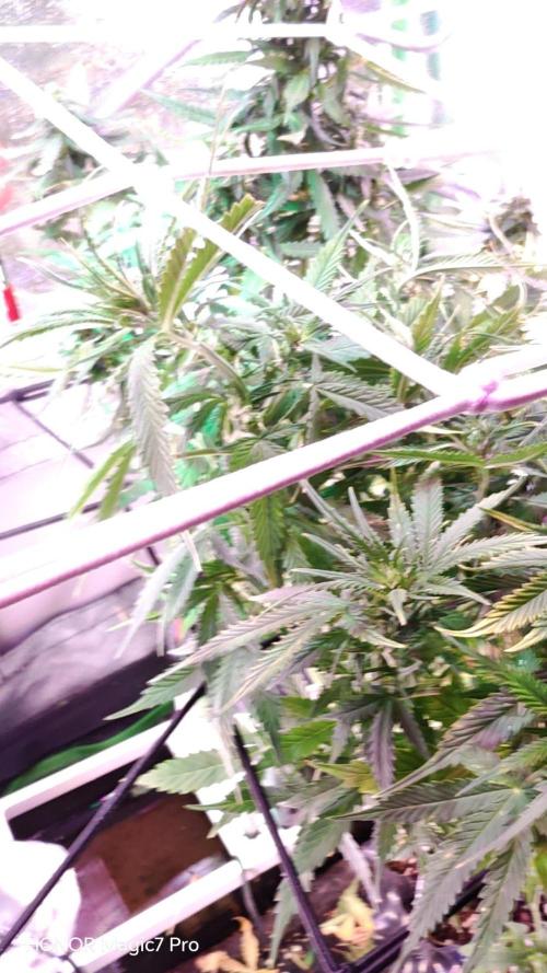Stealth Micro Grow Schrank. Week 5 - Critical Purple Auto Seeds66 
