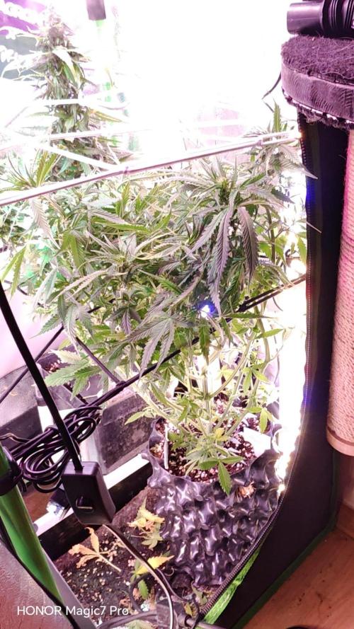Stealth Micro Grow Schrank. Week 5 - Critical Purple Auto Seeds66 