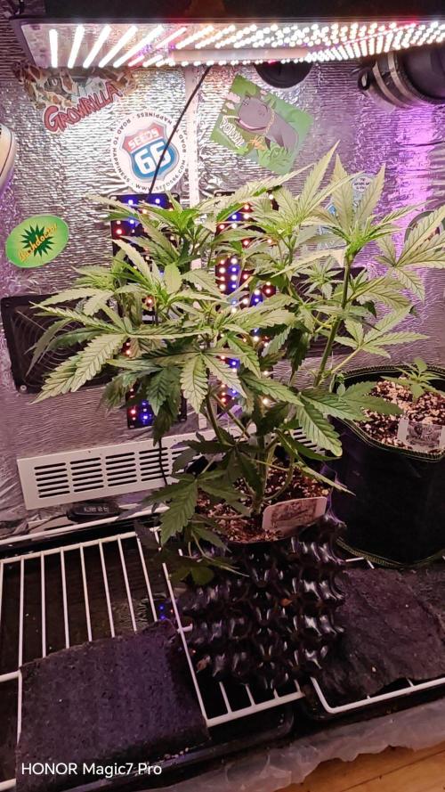 Stealth Micro Grow Schrank. Week 5 - 🍍 Ananas Express Auto 
1€ Samen von Hanfsamen.at