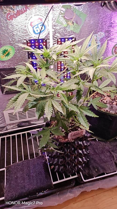 Stealth Micro Grow Schrank. Week 5 - 🍍 Ananas Express Auto 
1€ Samen von Hanfsamen.at