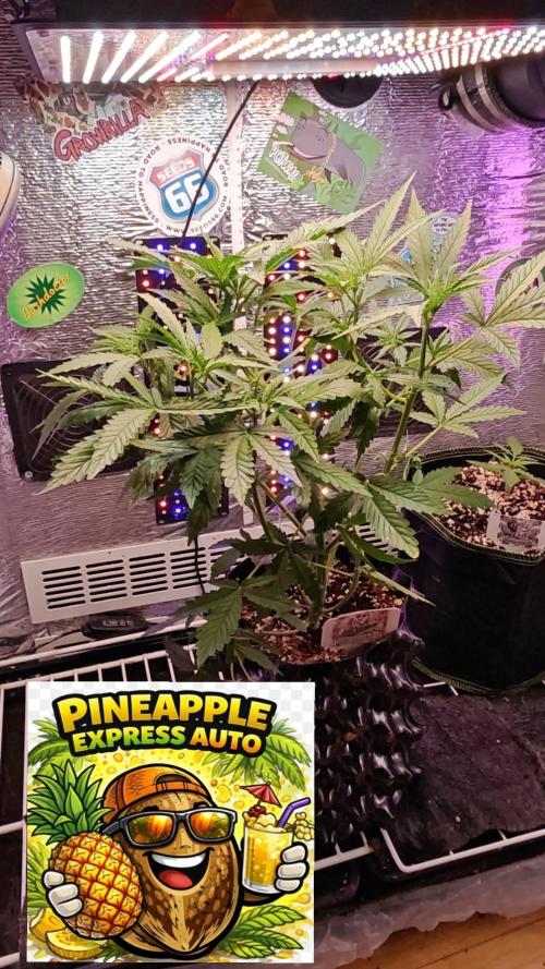 Stealth Micro Grow Schrank. Week 5 - 🍍 Ananas Express Auto 
1€ Samen von Hanfsamen.at