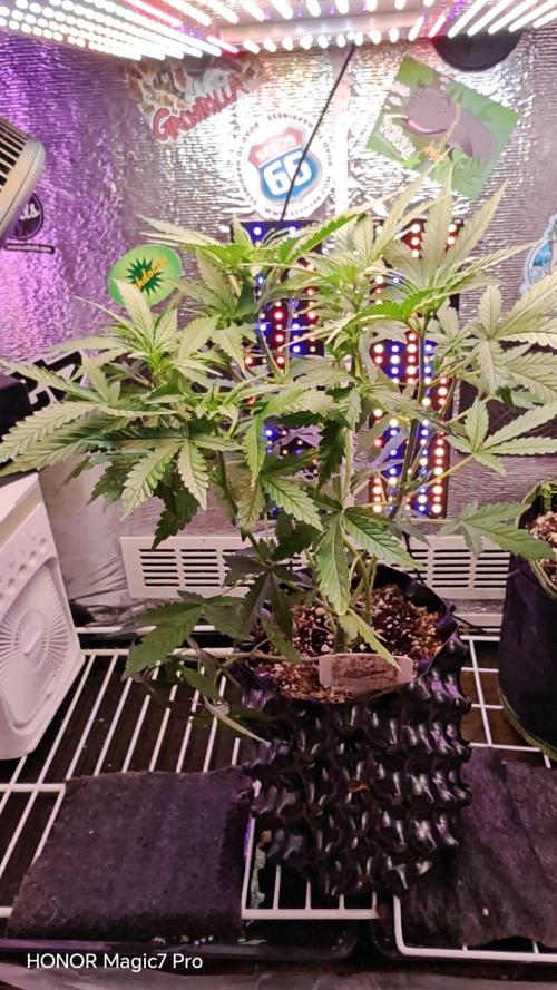 Stealth Micro Grow Schrank. Week 5 - 🍍 Ananas Express Auto 
1€ Samen von Hanfsamen.at 