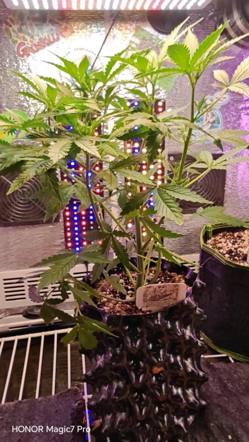 Stealth Micro Grow Schrank. Week 5 - 🍍 Ananas Express Auto 
1€ Samen von Hanfsamen.at 