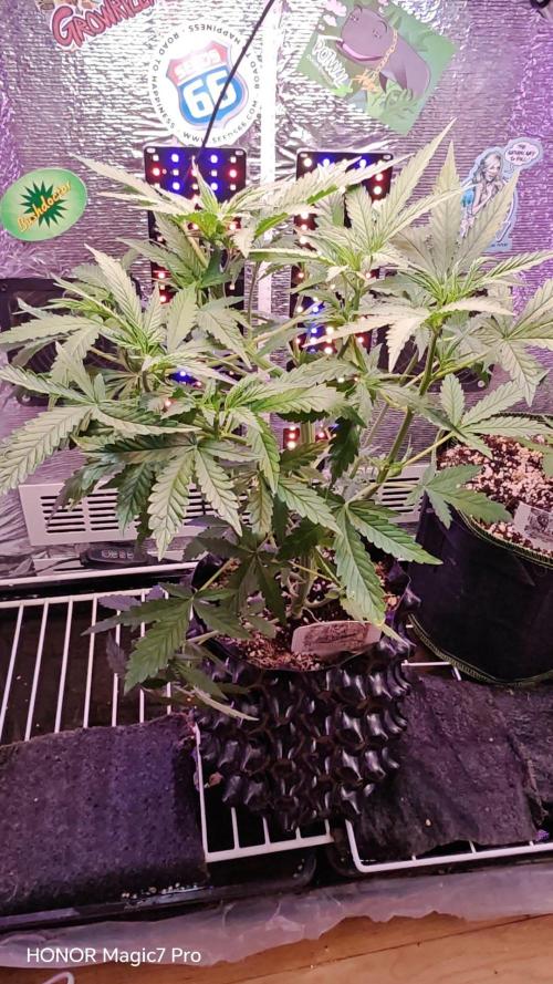 Stealth Micro Grow Schrank. Week 5 - 🍍 Ananas Express Auto 
1€ Samen von Hanfsamen.at 