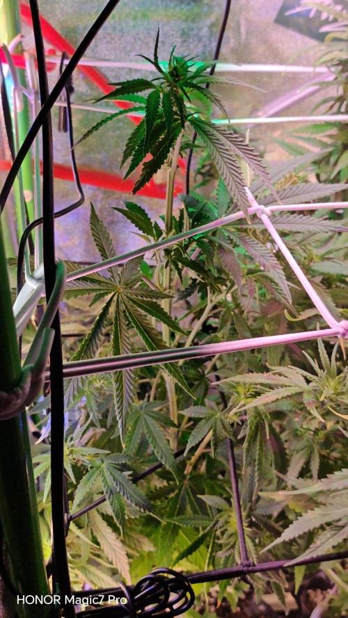 Stealth Micro Grow Schrank. Week 5 - Cream Caramel Auto BioTanic-Pro Seeds 
1,50€ Samen 