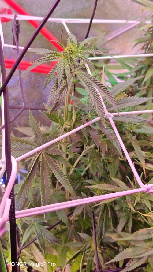 Stealth Micro Grow Schrank. Week 5 - Cream Caramel Auto BioTanic-Pro Seeds 
1,50€ Samen 