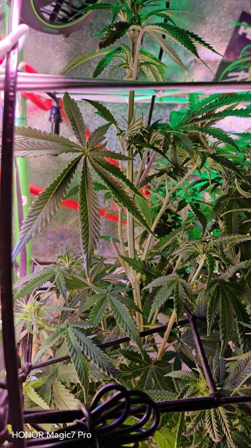 Stealth Micro Grow Schrank. Week 5 - Cream Caramel Auto BioTanic-Pro Seeds 
1,50€ Samen 
