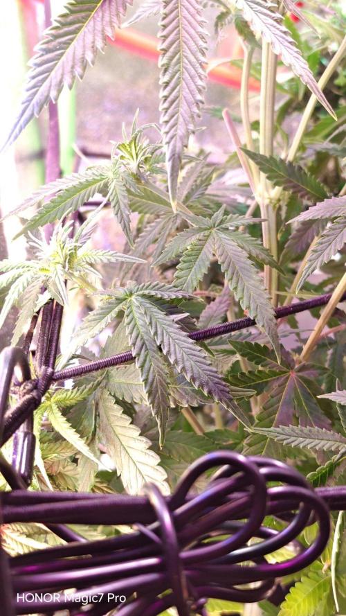 Stealth Micro Grow Schrank. Week 5 - Cream Caramel Auto BioTanic-Pro Seeds 
1,50€ Samen 