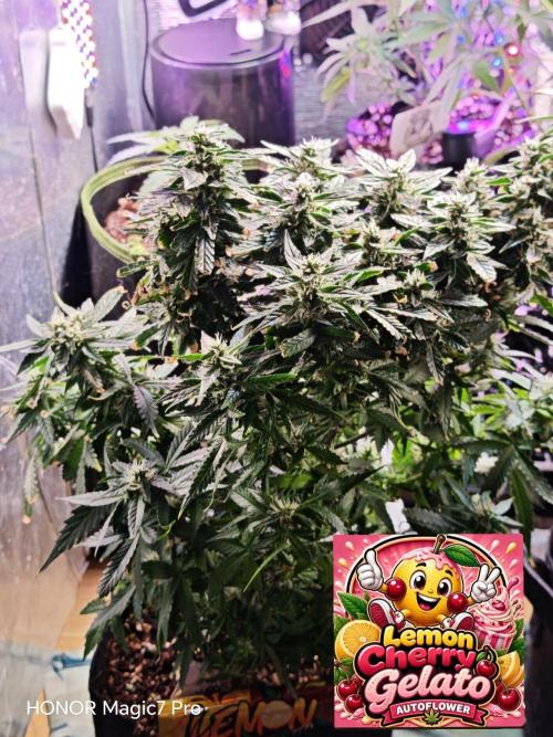 Zelt ⛺. Week 9
