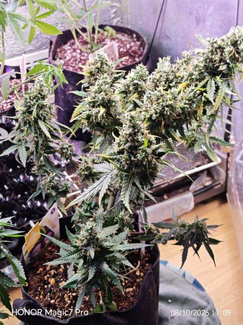 Zelt ⛺. Week 9