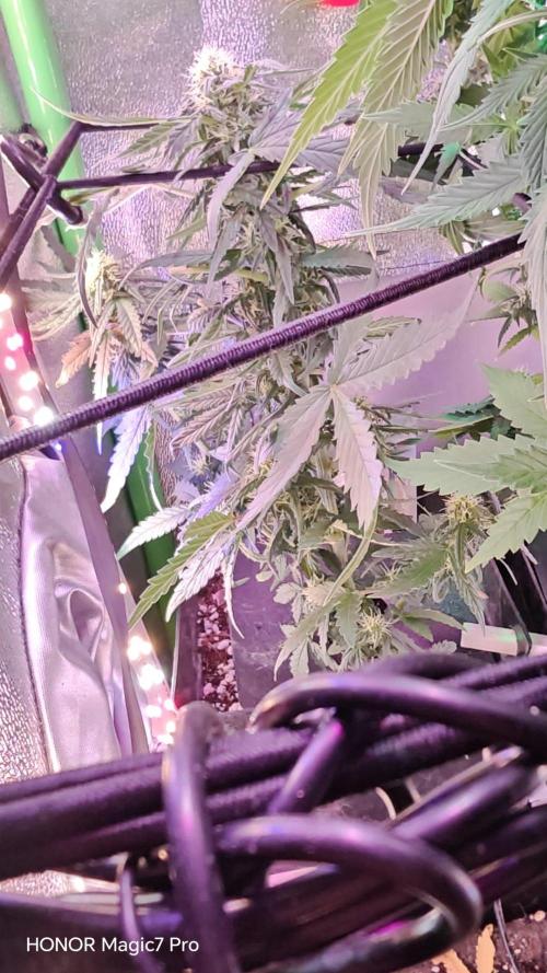 Zelt ⛺. Week 9