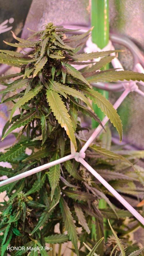 Zelt ⛺. Week 9