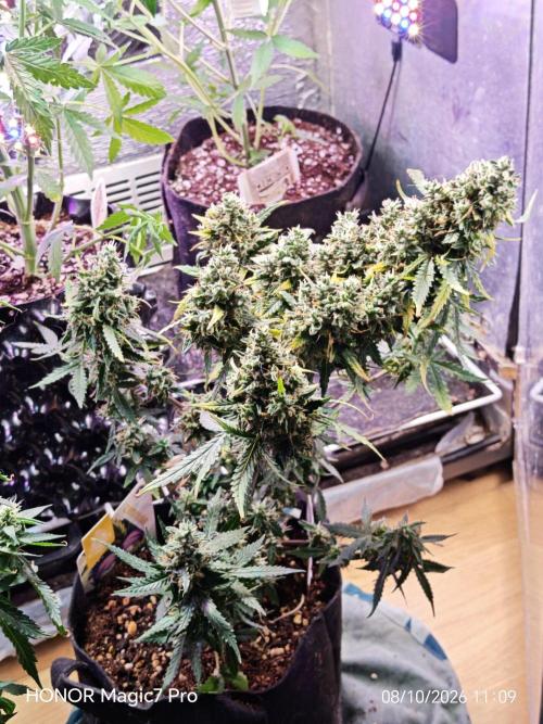 Zelt ⛺. Week 9