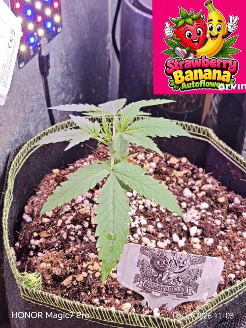 Stealth Micro Grow Schrank. Week 6