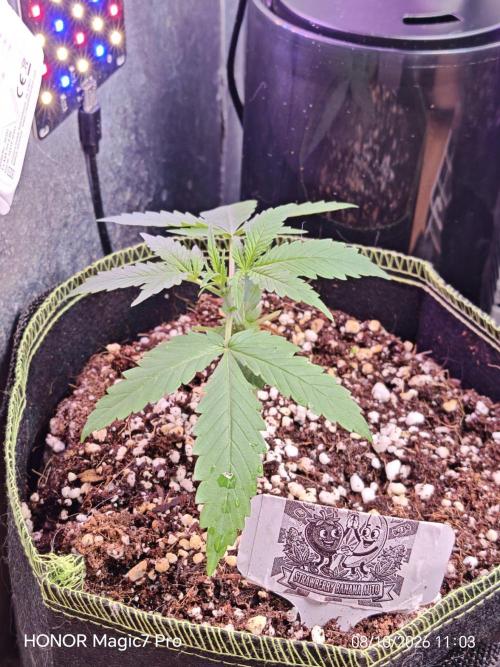 Stealth Micro Grow Schrank. Week 6