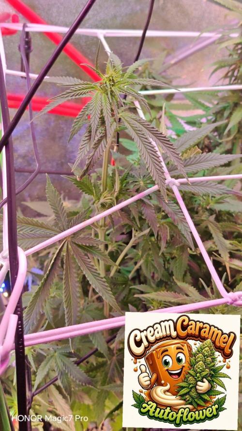 Stealth Micro Grow Schrank. Week 6