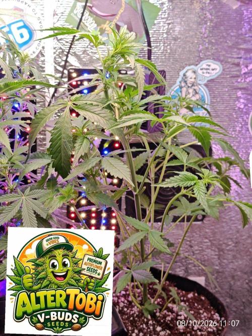 Stealth Micro Grow Schrank. Week 6