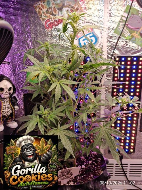 Stealth Micro Grow Schrank. Week 6