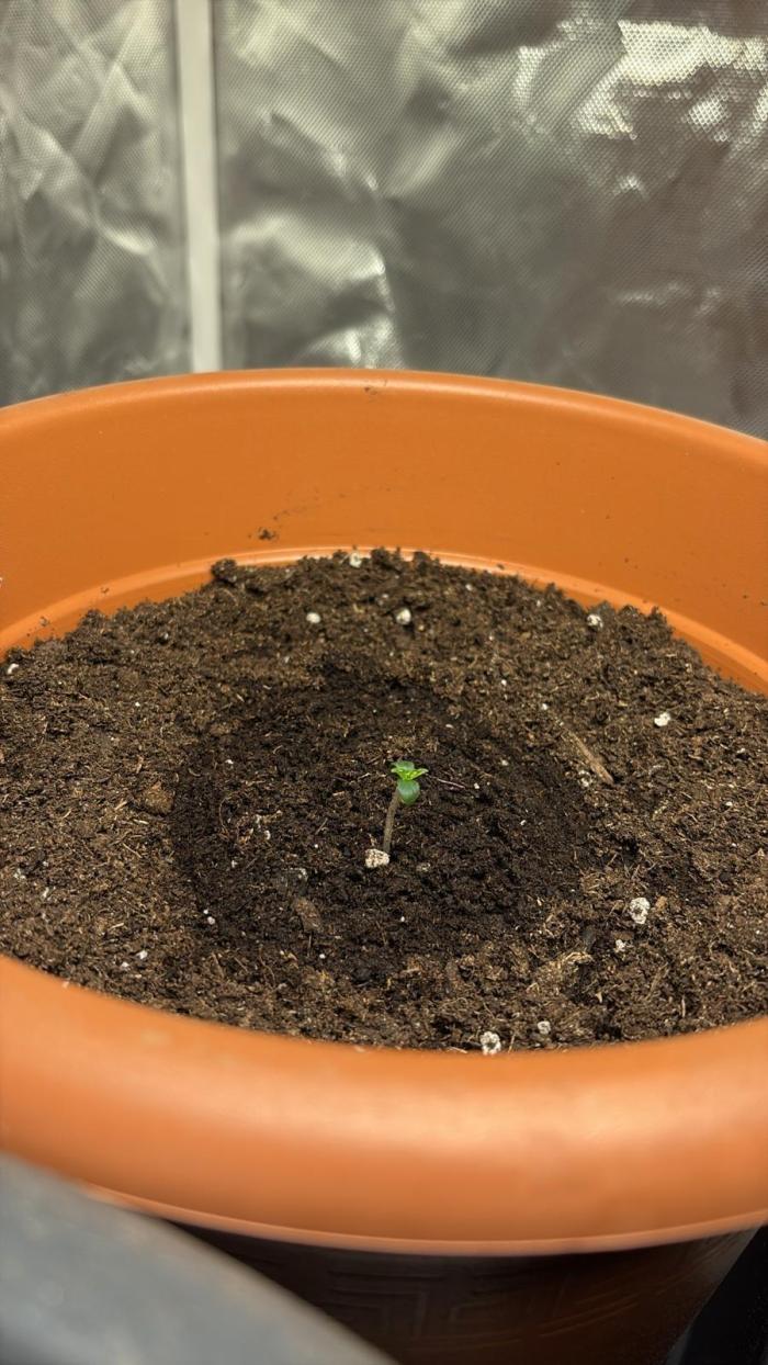 Banana Blaze. Week 1