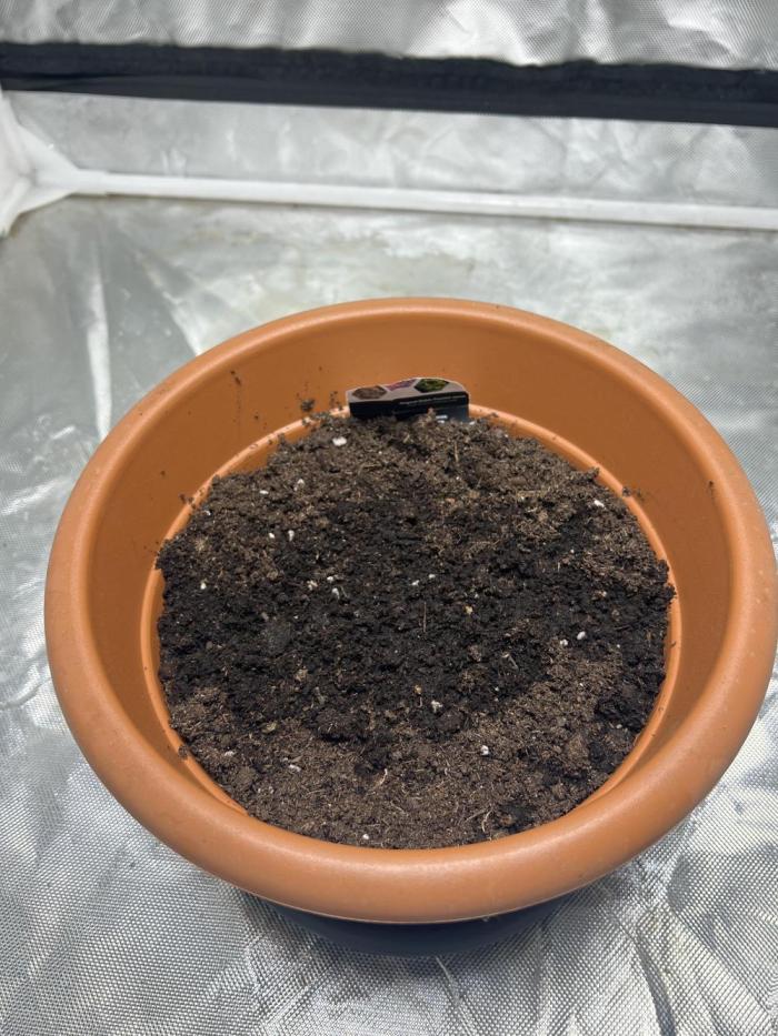 Banana Blaze. Week 0