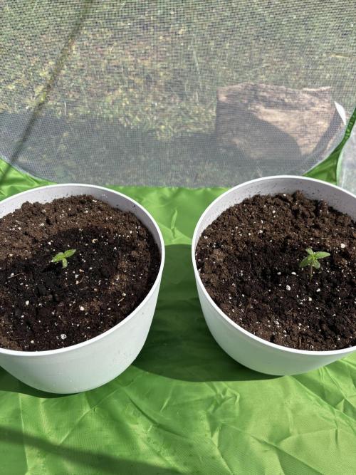 Gootzenberg. Week 0 - START