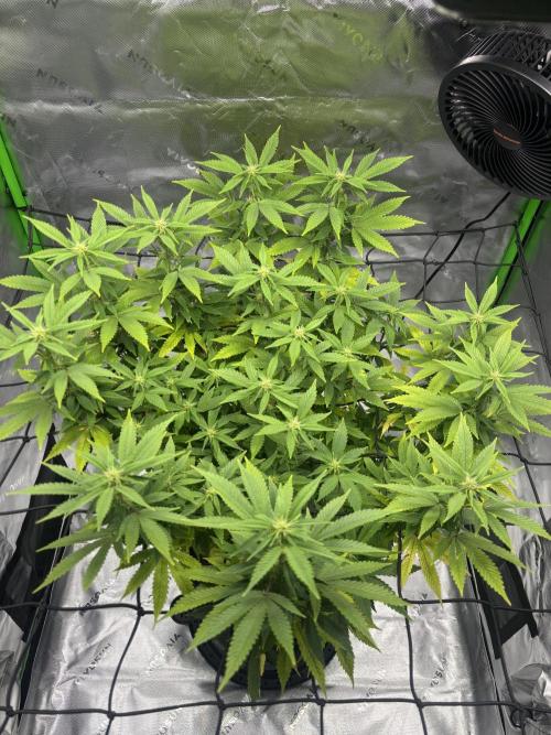 Gootzenberg. Week 16