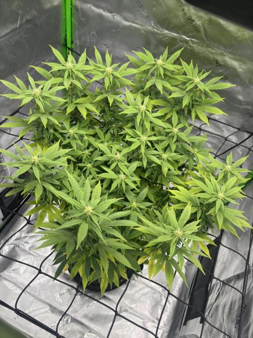 Gootzenberg. Week 16