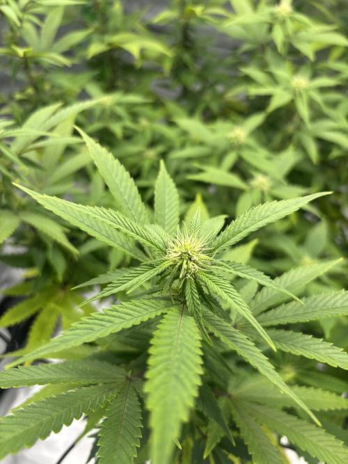 Gootzenberg. Week 16