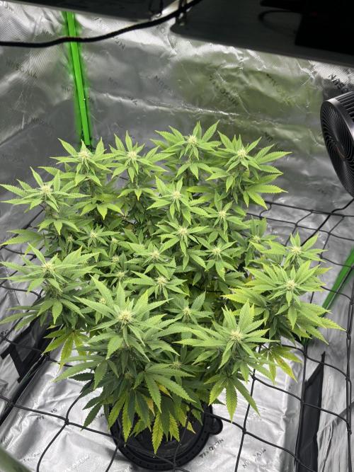 Gootzenberg. Week 16