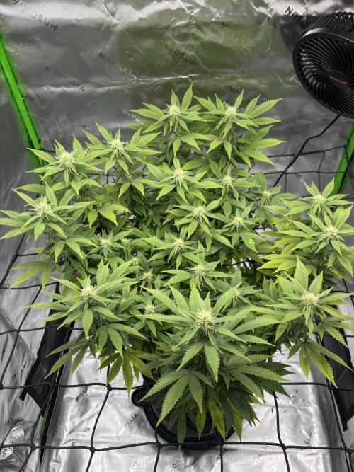 Gootzenberg. Week 16