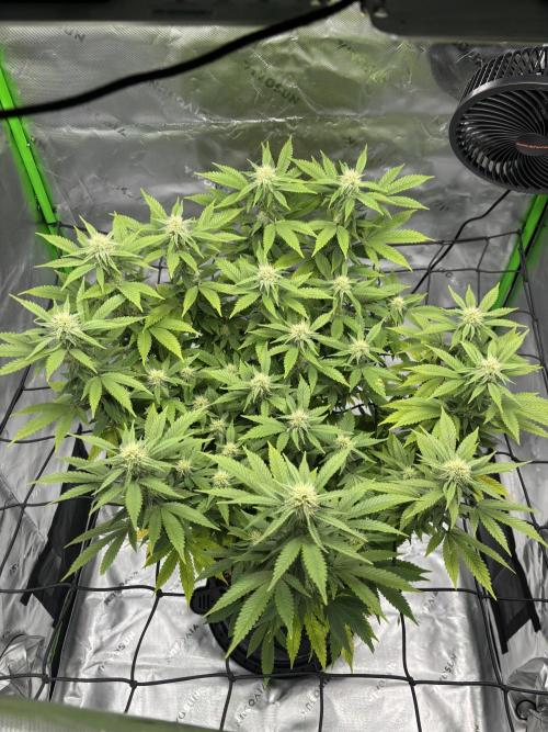 Gootzenberg. Week 16