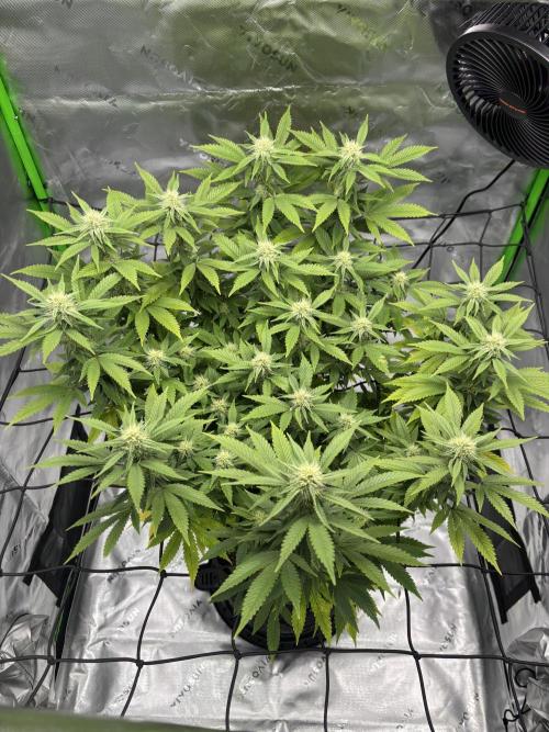 Gootzenberg. Week 16