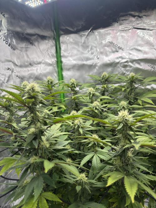 Gootzenberg. Week 16