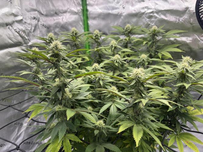 Gootzenberg. Week 16