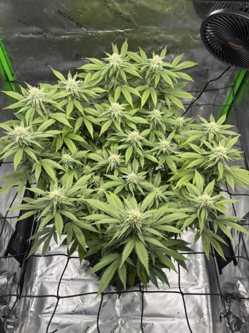 Gootzenberg. Week 16