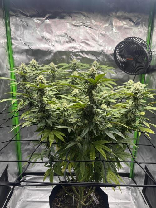 Gootzenberg. Week 16