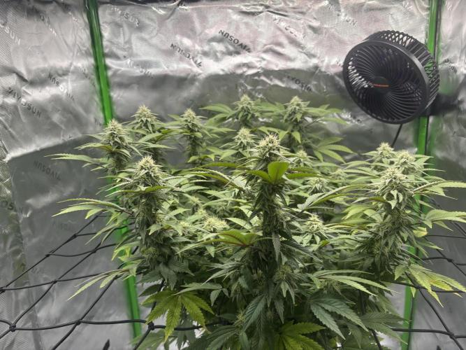 Gootzenberg. Week 16