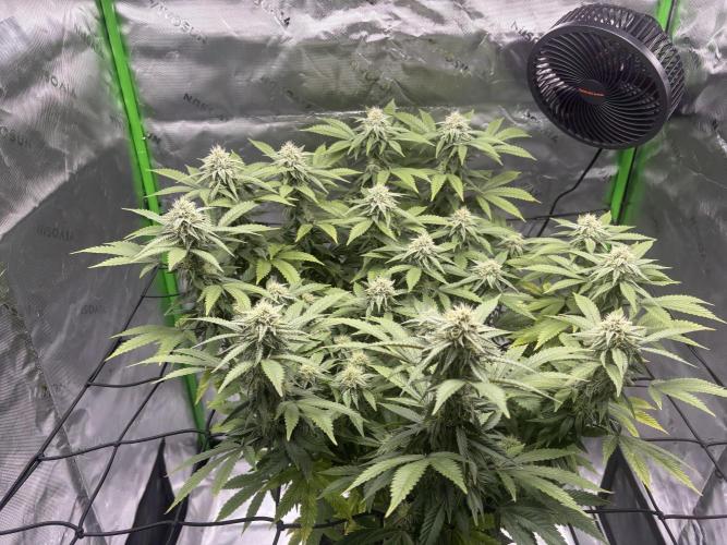 Gootzenberg. Week 16