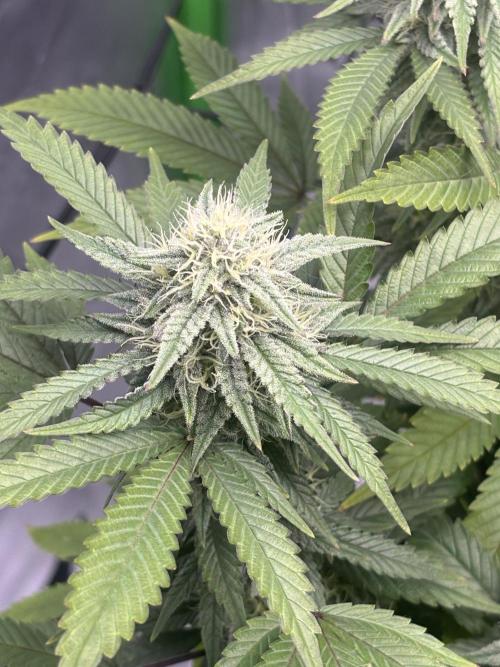 Gootzenberg. Week 16